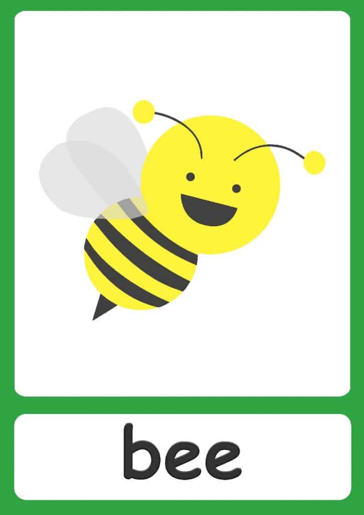 Bugs Flashcards - Simple Insect Flashcards For Your Classroom