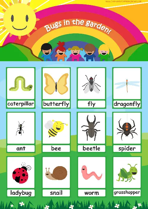 Bugs Flashcards - Simple insect flashcards for your classroom