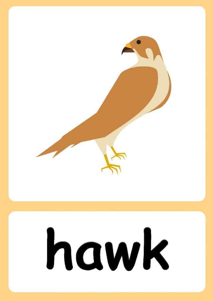 Desert Animal flashcards + FREE Desert background