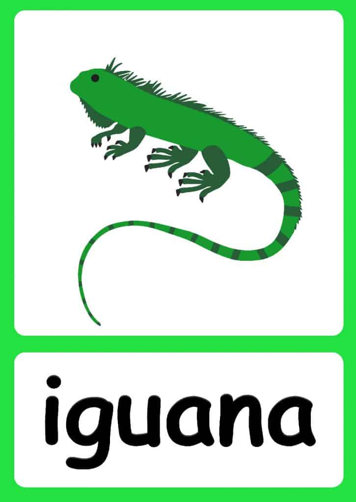 Jungle Animal flashcards + FREE Jungle background