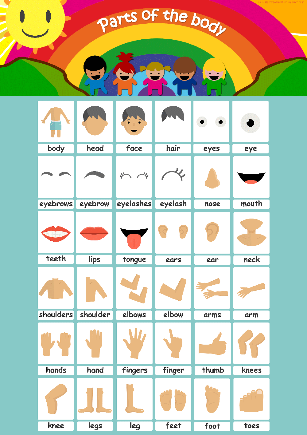 Body Parts Flashcards