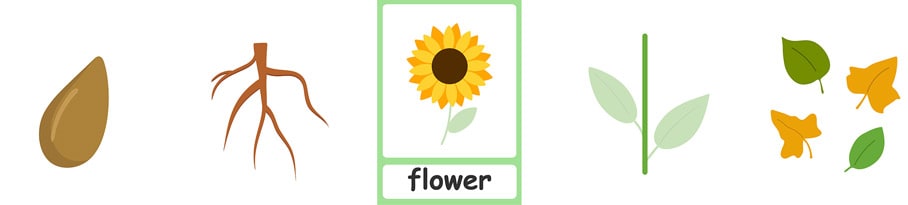 Labeling the Parts of Plants (Mac) | K-5 Technology Lab